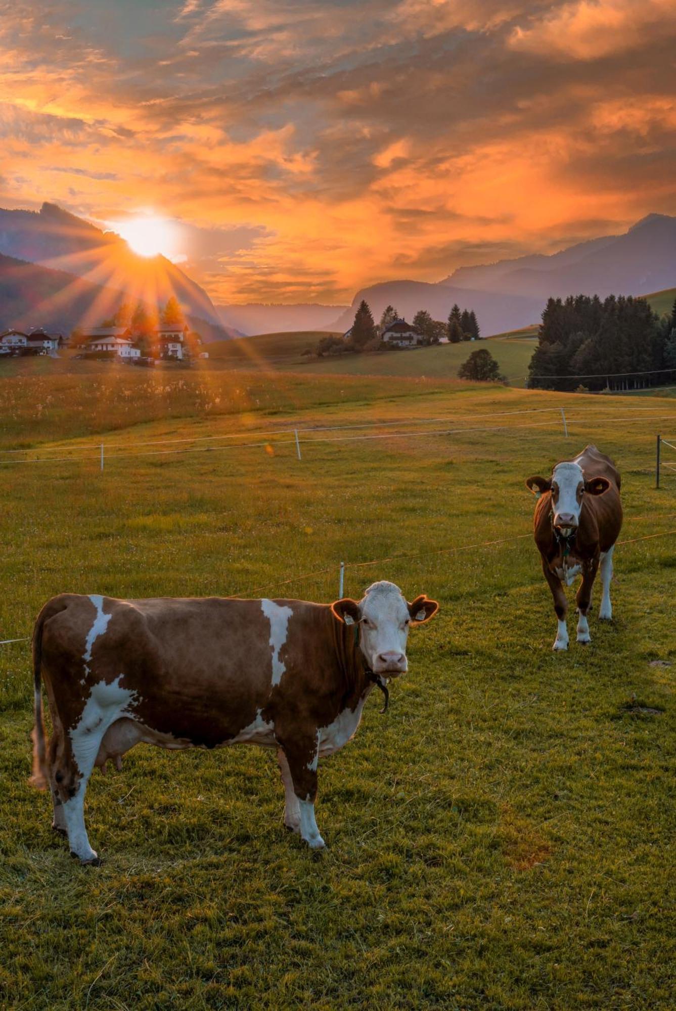 Ferienhaus Elfi Abtenau Bagian luar foto